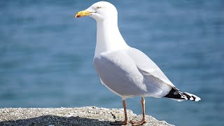 100 PURE SEAGULLS NOISE SOUND OF NATURE 10h [upl. by Erving]