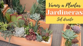 4 Ideas para plantar suculentas en jardineras [upl. by Monro]