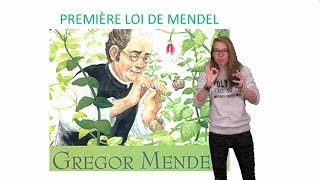 Première loi de Mendel [upl. by Ayoral]