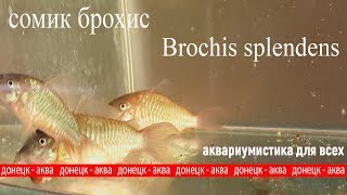 сомик брохис Brochis splendens как содержать разводить ухаживать [upl. by Naie]