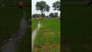 Diverting water to the field  43  Viralshorts  Shorts [upl. by Si]