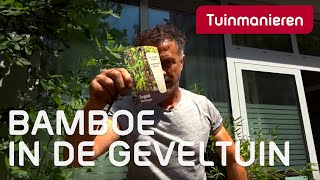 De bamboe in je geveltuin  Tuinmanieren [upl. by Thinia929]