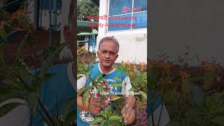 কনকাম্বরীCrossandraFamilyAcanthaceae plants trees botany flowers lifecraftiqbal [upl. by Abell]