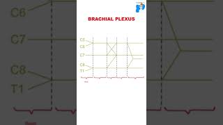 Brachial plexus  Anatomy  Shorts [upl. by Onder]