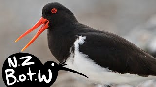 Chatham Island oystercatcher  New Zealand Bird of the Week [upl. by Herbst]