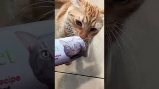 Trying a different cat meal🧡 food catfood cat foodie kitten viralvideo yummy fy fyp cats [upl. by Niro806]