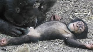 看護師ミカン イブキの全身確認を行う！ Nurse Mikan checks Ibukis body チンパンジー 多摩動物公園 [upl. by Nylyrehc]