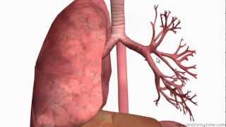 Respiratory System Introduction  Part 2 Bronchial Tree and Lungs  3D Anatomy Tutorial [upl. by Irme739]