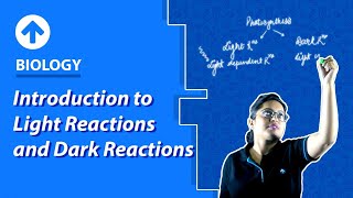 Introduction to Light Reactions and Dark Reactions  Biology [upl. by Amri871]