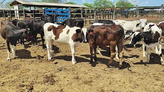 GADO LEITEIRO ANIMAIS  PE nordeste [upl. by Gnaht525]