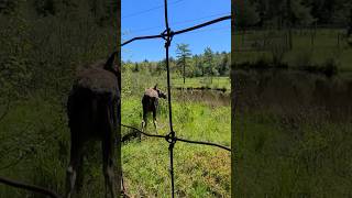 Shubinacadie Wildlife Park  Nova Scotia  Canada [upl. by Elinet447]