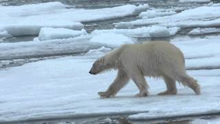 Polar bear walk jump swim  Ours polaire se promène saute et nage [upl. by Karleen]