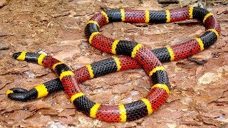 10 Serpents Exotiques Uniques Dans Le Monde [upl. by Laurie474]