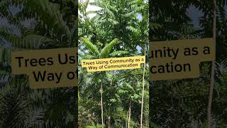 Forest Community Networks How Trees Communicate Together 🌳🌐 [upl. by Raddy]