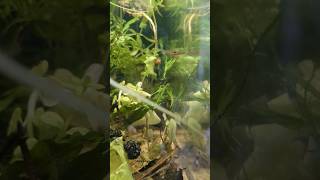 community tank with pygmy Corys green neon tetras rasbora axelrodi  hunting [upl. by Ellenuahs]