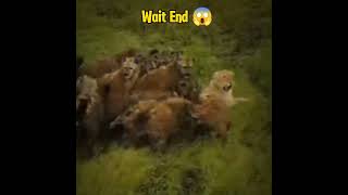 World Animals animals wildanimals petsshortsvideo [upl. by Otreblon]