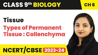 Types of Permanent Tissue  Collenchyma  Tissue  Class 9 Biology 202324 [upl. by Eneloj656]