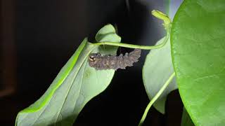 Polydamus Swallowtail caterpillar morphing into a chrysalis [upl. by Ellynn]