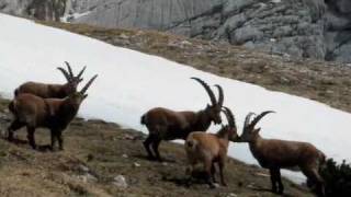 Slovenia Velika Planina  Hunting Chamois Gams and in Slovenia [upl. by Assiluj975]