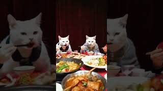 Cats eat a feast cat catdaily animals’ confusing behavior funny [upl. by Sackey264]