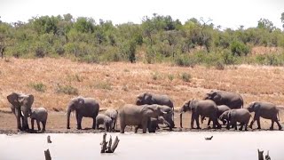 elephant herd at lake  part 8  some head off [upl. by Ellenahc]