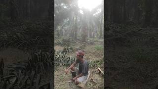 Melanjutkan pruningan sawit pagi hari [upl. by Yeblehs]