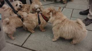 Norwich Terrier Meet Up [upl. by Sylvie787]