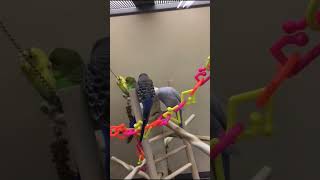 Lovebirds Parrotlets and Budgerigar 🦜🦜🦜 [upl. by Thapa]