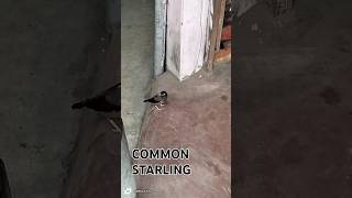 Common Starling httpswwwyoutubecomchannelUCdUZ9zKeBkP8oH7ioqpKCeg [upl. by Beverlie]