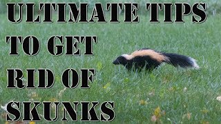 Learn How to Get Rid of Skunks Fast  BEST Repellent for Getting Rid of Skunks  How to Repel Pests [upl. by Aseek]