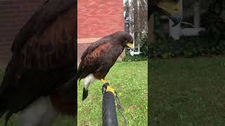 Harris hawk Red tailed hawk scream sound redtailedhawks hawkscream eaglesound [upl. by Skippy]