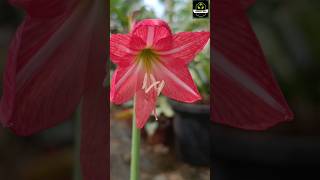 shortvideo Nurseryman Creative Crainum LillyampHippeastrum Reticulatum Pink Lily easypropagation [upl. by Glorianna]