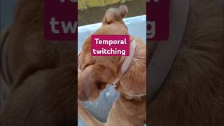 Temporal twitching in case of quotCanine Distemperquot  Hard pad disease  dog trending [upl. by Nnanerak]