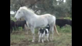 Mare adopts newborn calf  MUST SEE [upl. by Eenafets]