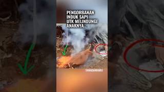 Api pun Tak Bisa Menghentikan Cinta Induk Sapi [upl. by Neelhsa]