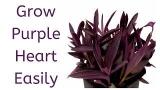 How to Grow Purple Heart from Cuttings  Tradescantia Pallida [upl. by Bender]