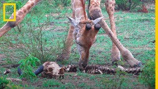 ¡Increíble Jirafas carroñeras comiendo de un ESQUELETO de BÚFALO  National Geographic en Español [upl. by Neffets]