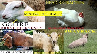 Functions amp Deficiency symptoms of minerals in livestock [upl. by Shenan]