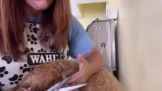 Grooming an Australian Labradoodle’s head ears and face [upl. by Casimire]