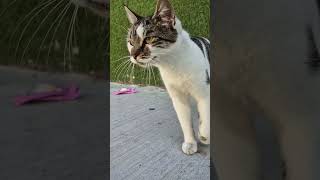 Beautiful stray cat 😻😻 cat kitten funny cute [upl. by Saber]