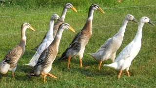 Indian Runner Ducks  Upright Super Layers [upl. by Atat600]