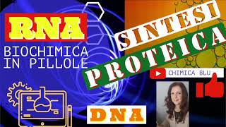 SINTESI PROTEICA quanta energia in GPT spende una cellula per la sintesi di una proteina [upl. by Timus92]