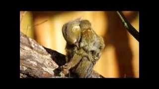 6 day old pygmy marmoset twin Apenheul [upl. by Nahij]