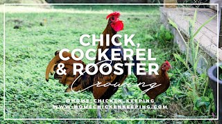 Chick Cockerel amp Rooster Crowing  What Does It Sound Like [upl. by Natan]