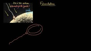 Terminologie de la fécondation  gamètes zygotes haploïde diploïde [upl. by Gagnon]