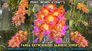 VANDA RHYNCHORIDES BANGKOK SUNSET RARE Orchids [upl. by Cinom]