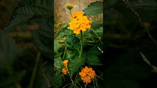 Lantana KuningYellow Lantana Flower [upl. by Nohtan]