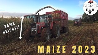 MAIZE HARVEST 2023  BUMPER MAIZE CROP THIS YEAR [upl. by Maxia]