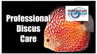 Discus Fish Care Tips How Many Discus Water Changes [upl. by Nylazor364]