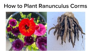 How to Plant Ranunculus Corms [upl. by Alyda]